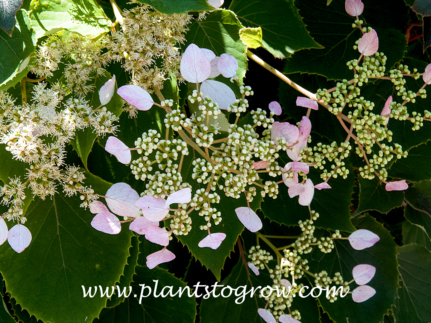 False Hydrangea-Vine Rose Sensation (Hydrangea Schizophragma hydangeoides rosea)
The flat lace cap type flower with the pink sepals.  (July 5)